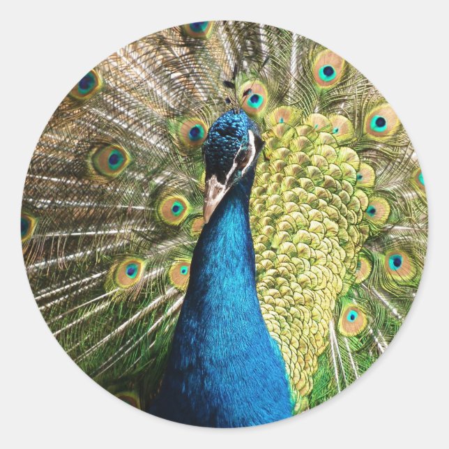 Sticker Rond Royal Blue Peacock (Devant)