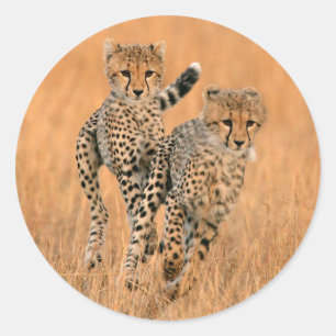 Sticker Rond Running Young Cheetahs
