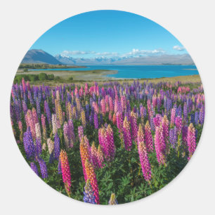 Sticker Rond Russle Lupines au lac Tekapo Nouvelle-Zélande