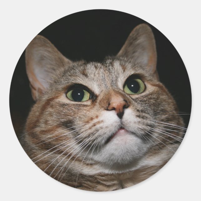 Sticker Rond Rusty (Devant)