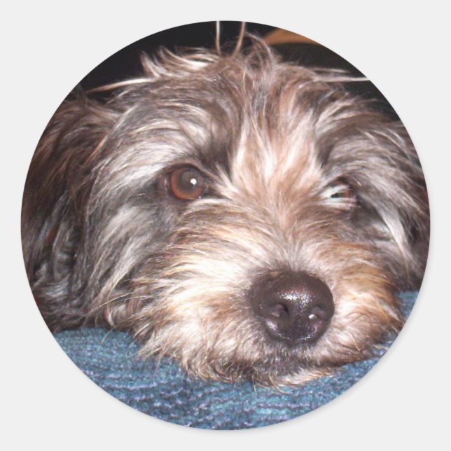 Sticker Rond Sadie (Devant)