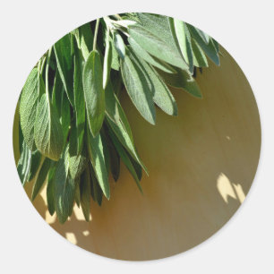 Sticker Rond Sage frais coupé
