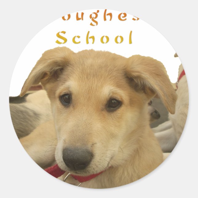Sticker Rond Sagesse d'or : Une vision oeil de chien de l'école (Devant)