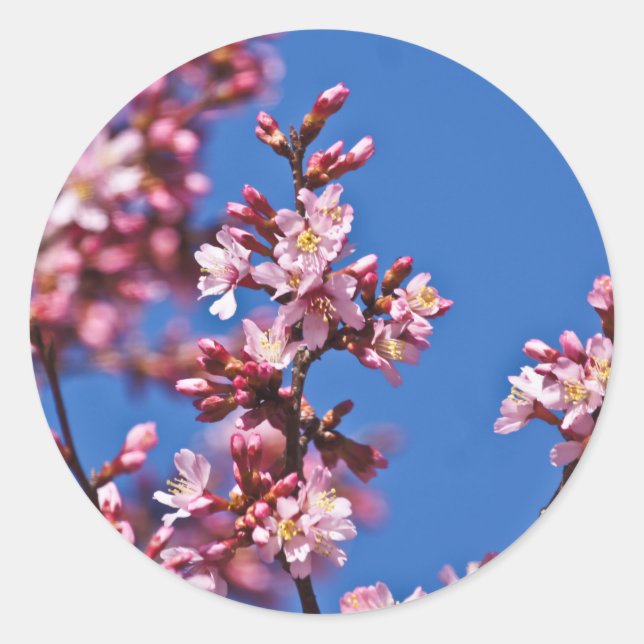 Sticker Rond Sakura Cerry Blossoms Touché Bleu (Devant)