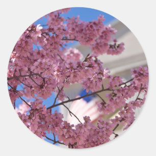 Sticker Rond Sakura Cherry Blossoms