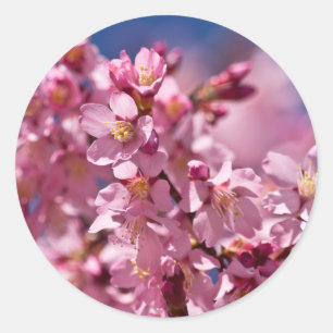 Sticker Rond Sakura Cherry Blossoms embrassés par Sunlight