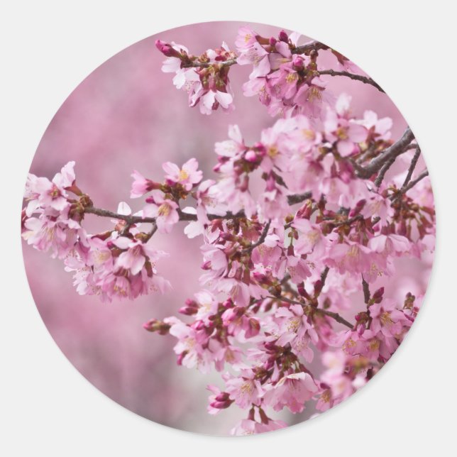Sticker Rond Sakura Cherry Blossoms Pastel Pink Layers (Devant)