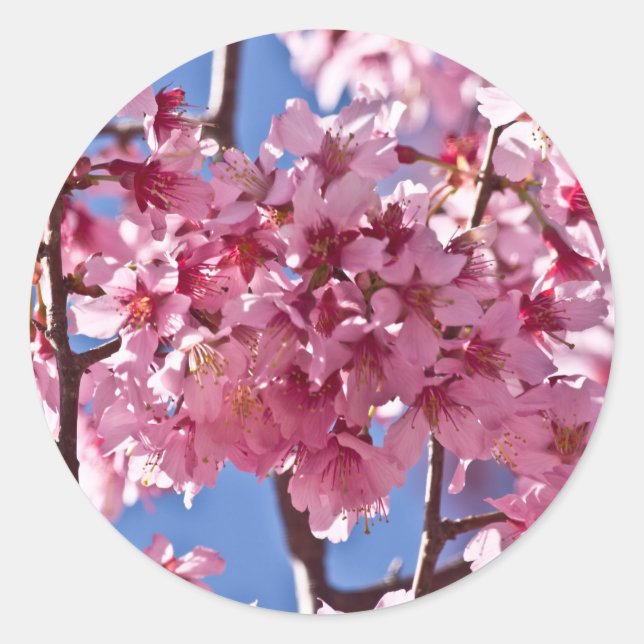 Sticker Rond Sakura Cherry Blossoms Red Stars (Devant)