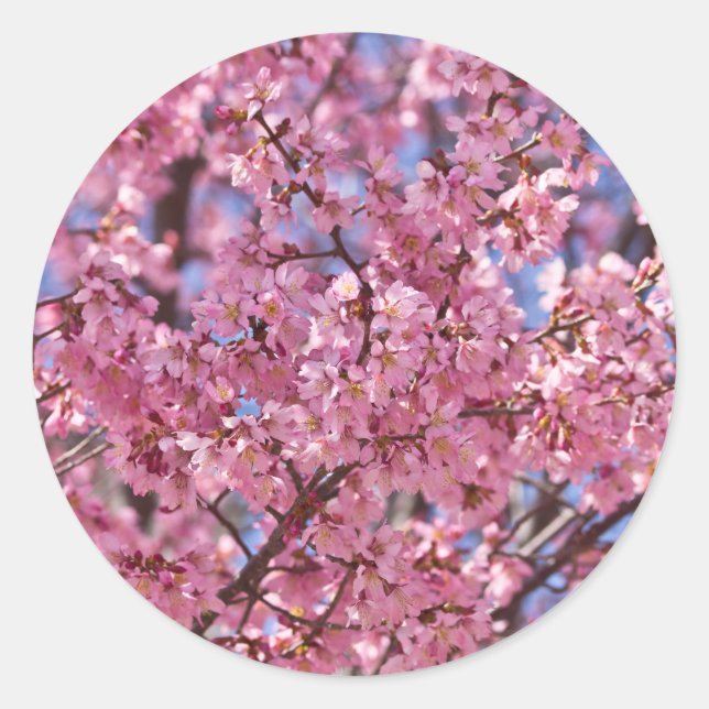 Sticker Rond Sakura Pink Cherry Blossom Sky (Devant)