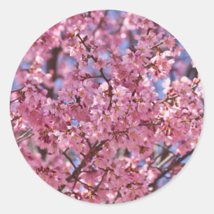 Sticker Rond Sakura Pink Cherry Blossom Sky