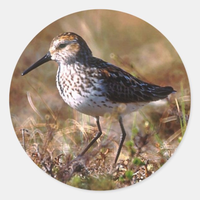 Sticker Rond Sandpiper occidental (Devant)