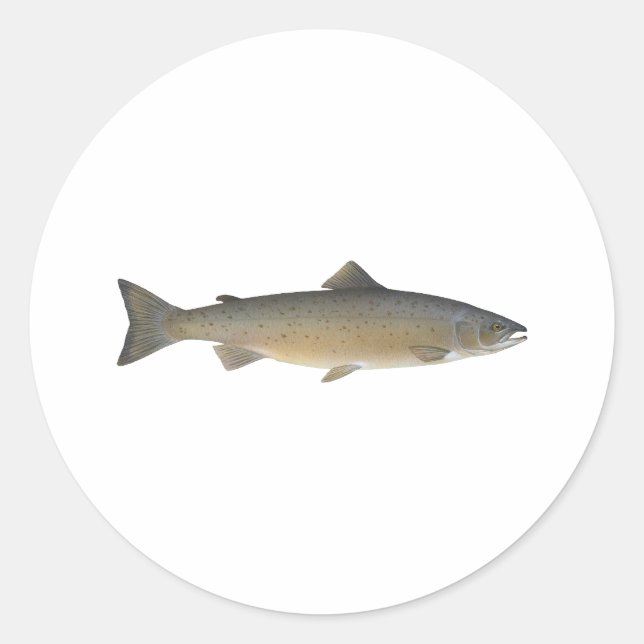 Sticker Rond Saumon Atlantique (Devant)