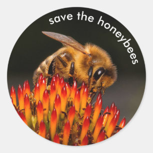 Sticker Rond Sauvez l'échinacée pollinisante des abeilles