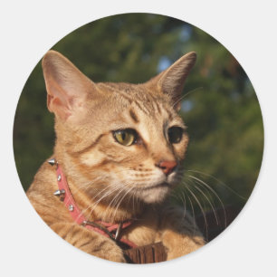 Sticker rond Savannah Cat