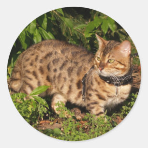 Sticker rond Savannah Cat