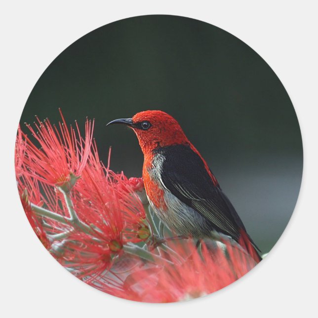 Sticker Rond Scarlet Honeyeater Photo (Devant)