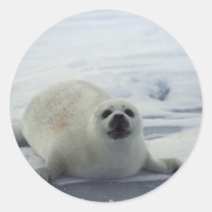 Sticker Rond Sceau de harpe sur glace