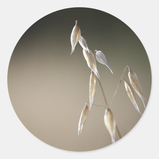 Sticker Rond Scellant d'enveloppe d'avoine sauvage (Devant)