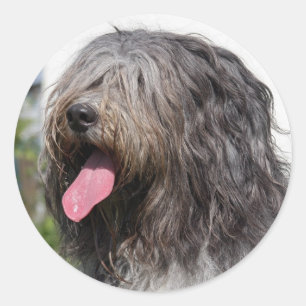 Sticker Rond schapendoes