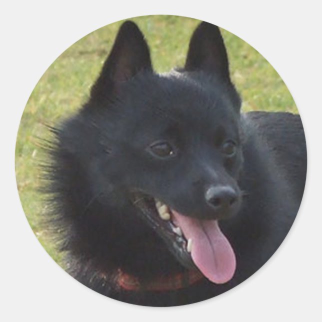 Sticker Rond Schipperke (Devant)