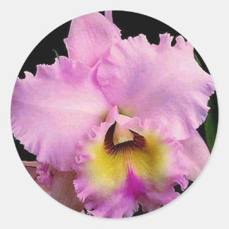 Sticker Rond Sdorquidea