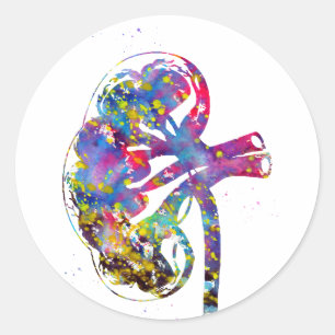 Sticker Rond Section du rein
