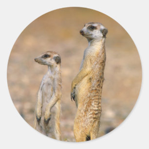 Sticker Rond Sentinelles Meerkat (Suricata Suricatta), Karas