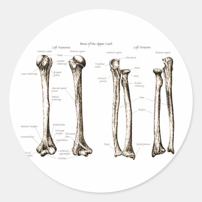 Sticker Rond Sepia limite supérieure (Devant)