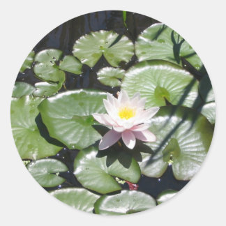 Sticker Rond Série nénuphar