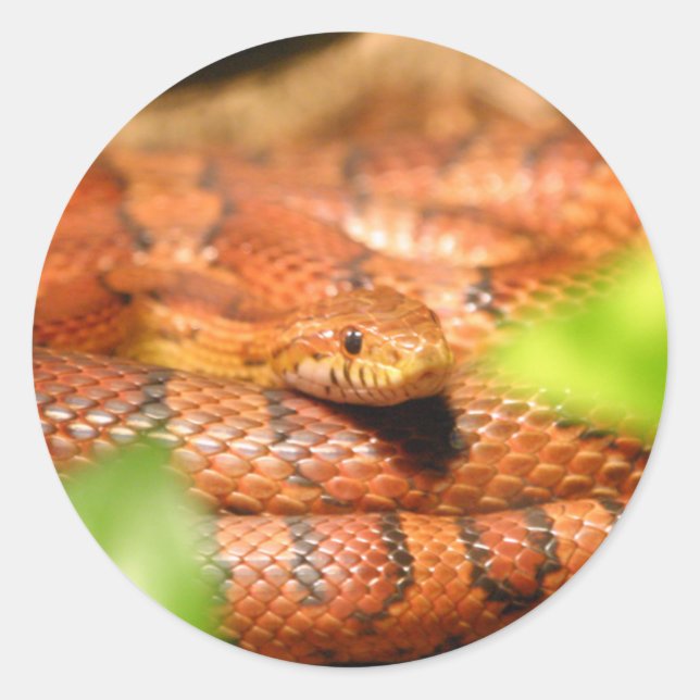 Sticker Rond serpent de maïs ensoleillé.png (Devant)