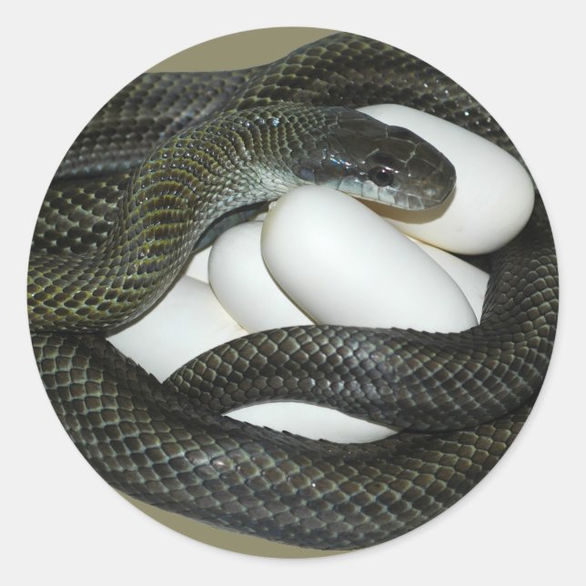 Sticker Rond Serpent de rat japonais, belle et attentionnée mèr (Devant)