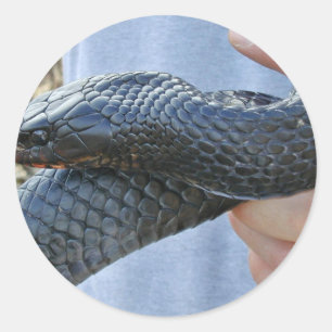 Sticker Rond Serpent indigo oriental (Drymarchon corais couperi
