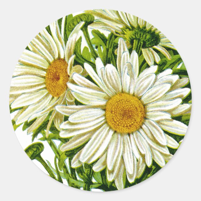 Sticker Rond Shasta Daisy Vintage semis (Devant)
