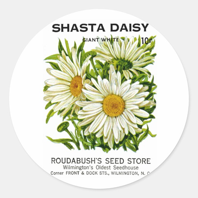 Sticker Rond Shasta Daisy Vintage semis (Devant)
