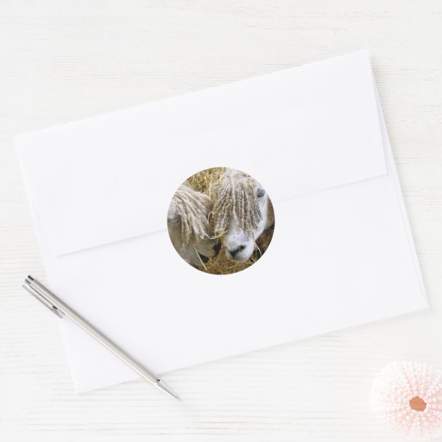 STICKER ROND SHEEP (Enveloppe)