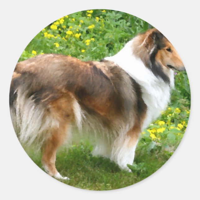 Sticker Rond Sheltie Shetland Sheepdog Peinture (Devant)