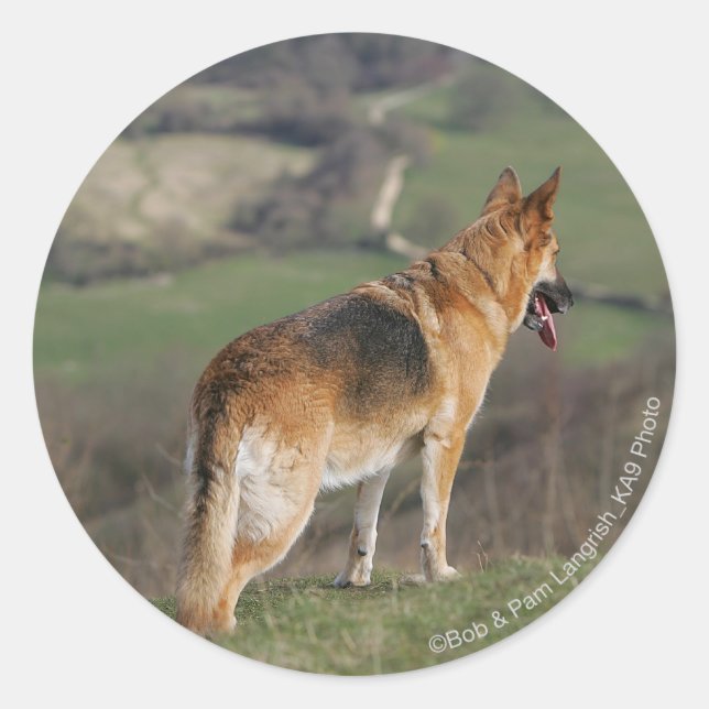 Sticker Rond Shephard allemand regardant la colline (Devant)