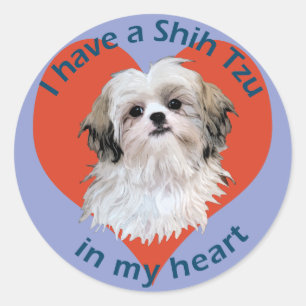 Sticker Rond Shi Tzu dans Mon coeur