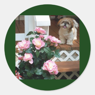 Sticker Rond Shih Tzu avec fleurs de printemps