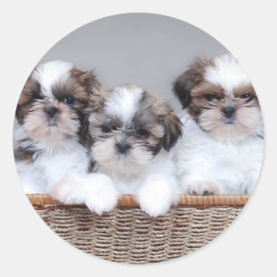 Sticker Rond Shih Tzu puppies