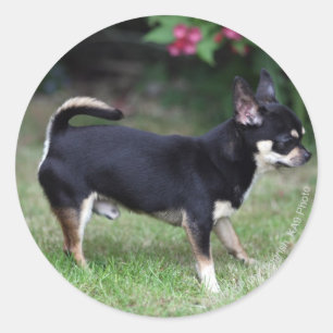 Sticker Rond Short Haired Chihuahua Standing
