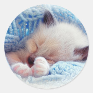 Sticker Rond Siamese Kitten Paws dormant