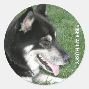 Sticker Rond Siberian Husky Photo