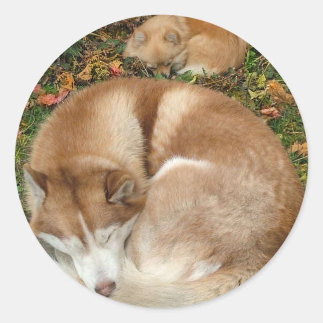 Sticker Rond Sibérie Husky et Allemand Klein Spitz Pomeranian (Devant)