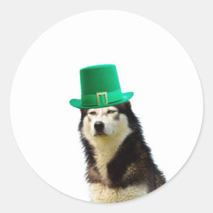 Sticker Rond Sibérien Husky Chien Saint Patrick jour