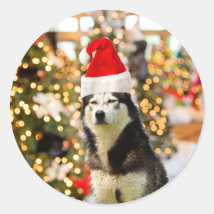 Sticker Rond Sibérien Husky Christmas Tree Casquette