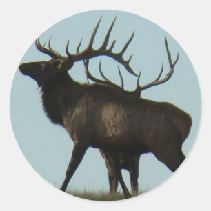 Sticker Rond Silhouette E14 Bull Elk
