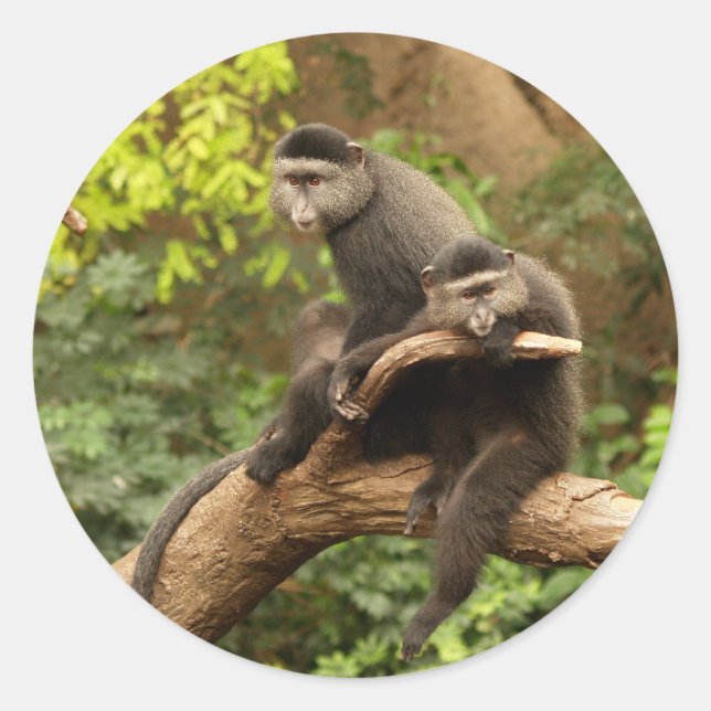 Sticker rond singe (Devant)