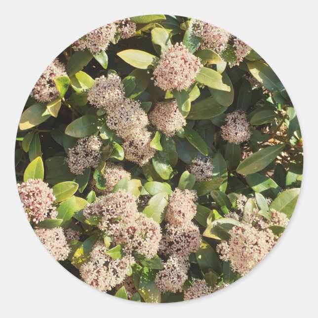 Sticker Rond Skimmia Japonica dans le parc (Devant)