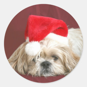 Sticker Rond Sleepy Christmas Shih Tzu